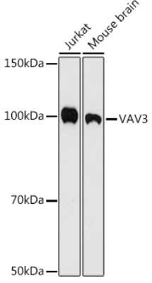 Western Blot: VAV3 Antibody (9A10D8) [NBP3-16615]