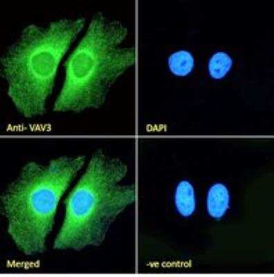 Immunocytochemistry/ Immunofluorescence: VAV3 Antibody [NB300-817]