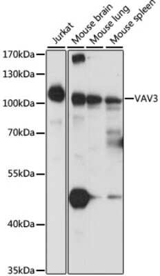 Western Blot: VAV3 AntibodyAzide and BSA Free [NBP2-93949]