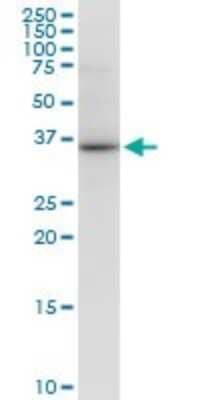 Western Blot: VAX1 Antibody (2F4) [H00011023-M03]