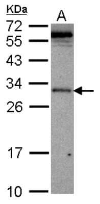 Western Blot: VAX2 Antibody [NBP2-15161]