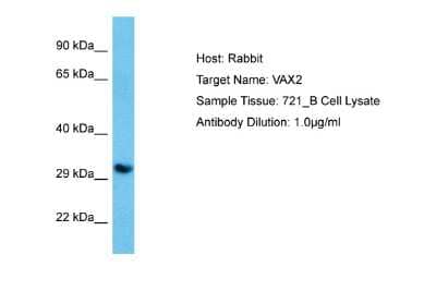 Western Blot: VAX2 Antibody [NBP2-86052]