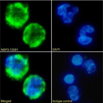 Immunocytochemistry/ Immunofluorescence: VCAM-1/CD106 Antibody (B-K9 (C106-K9)) - Chimeric - Azide and BSA Free [NBP3-12081]