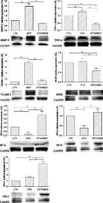 Western Blot: VCAM-1/CD106 Antibody (MR106)BSA Free [NBP1-43368]