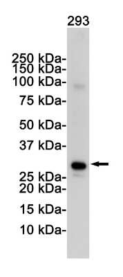 Western Blot: VDAC1 Antibody (S05-7F2) [NBP3-14982]