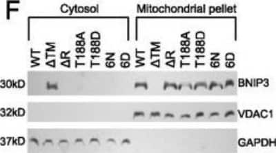 Western Blot: VDAC1 Antibody [NB100-695]