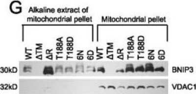 Western Blot: VDAC1 Antibody [NB100-695]