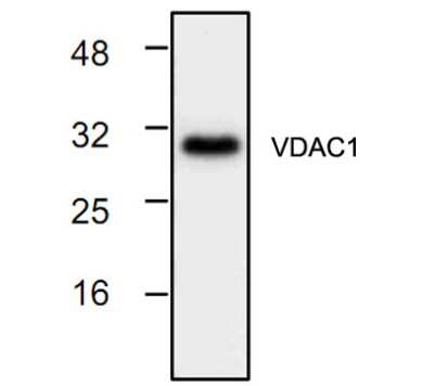 Western Blot: VDAC1 Antibody [NBP1-45921]