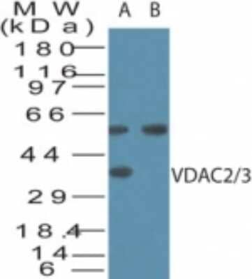 Western Blot: VDAC2/3 Antibody [NB100-56463]