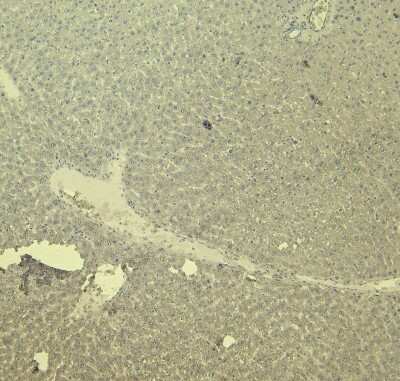 Immunohistochemistry-Paraffin: VDAC2 Antibody [NB300-871]