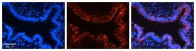 Immunohistochemistry-Paraffin: VDAC2 Antibody [NBP1-80065]