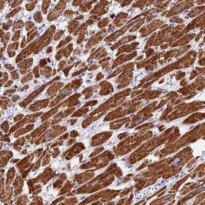 Immunohistochemistry-Paraffin: VDAC2 Antibody [NBP1-89477]