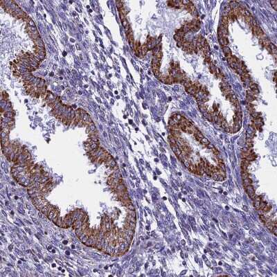 Immunohistochemistry-Paraffin: VDAC2 Antibody [NBP1-89477]