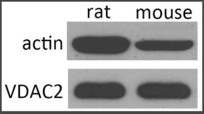 Western Blot: VDAC2 Antibody [NBP2-20849]