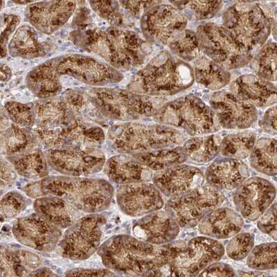 Immunohistochemistry-Paraffin: VDP p115 Antibody [NBP2-38401]