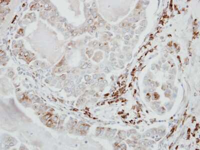Immunohistochemistry-Paraffin: VDP p115 Antibody [NBP2-17245]