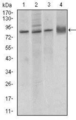 Western Blot: VE-Cadherin Antibody (3D5C7)BSA Free [NBP2-37420]