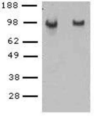 Western Blot: VE-Cadherin Antibody (BV14)BSA Free [NBP1-43347]