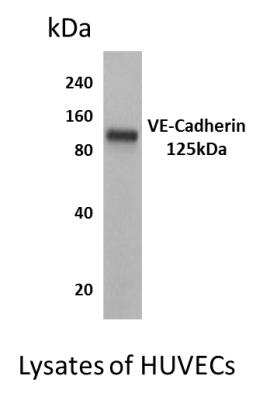 Western Blot: VE-Cadherin Antibody (MM0012-8A03)Azide and BSA Free [NB110-60978]