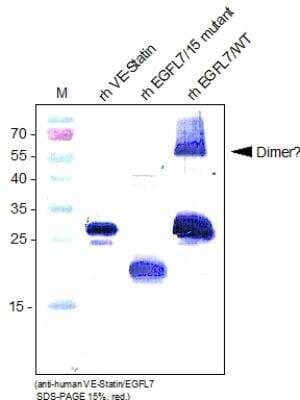 Western Blot: VE-Statin/EGFL7 Antibody [NBP1-47193]