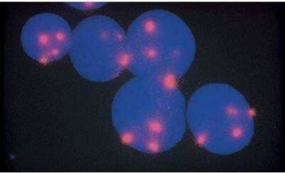 In-situ Hybridization: VECTASHIELD(R) Antifade Mounting Medium with DAPI [H-1200-NB]