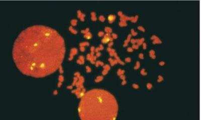 Immunocytochemistry/ Immunofluorescence: VECTASHIELD(R) Antifade Mounting Medium with Propidium Iodide [H-1300-NB]