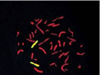 In-situ Hybridization: VECTASHIELD(R) Antifade Mounting Medium with Propidium Iodide [H-1300-NB]