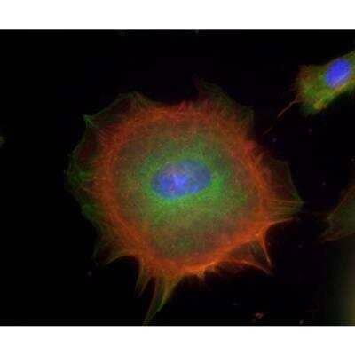 Immunocytochemistry/ Immunofluorescence: VECTASHIELD(R) HardSet(TM) Antifade Mounting Medium with Phalloidin [H-1600-NB]