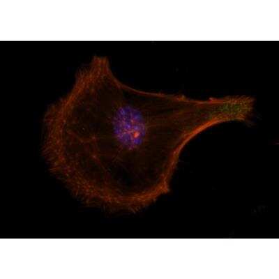 Immunocytochemistry/ Immunofluorescence: VECTASHIELD(R) HardSet(TM) Antifade Mounting Medium with Phalloidin [H-1600-NB]