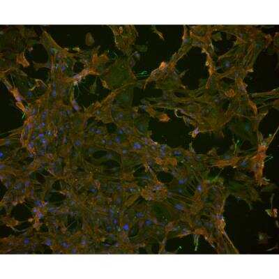 Immunocytochemistry/ Immunofluorescence: VECTASHIELD(R) HardSet(TM) Antifade Mounting Medium with Phalloidin [H-1600-NB]