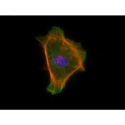 Immunocytochemistry/ Immunofluorescence: VECTASHIELD(R) HardSet(TM) Antifade Mounting Medium with Phalloidin [H-1600-NB]