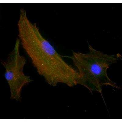 Immunocytochemistry/ Immunofluorescence: VECTASHIELD(R) HardSet(TM) Antifade Mounting Medium with Phalloidin [H-1600-NB]