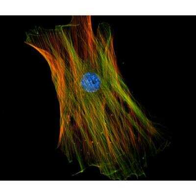 Immunocytochemistry/ Immunofluorescence: VECTASHIELD(R) HardSet(TM) Antifade Mounting Medium with Phalloidin [H-1600-NB]