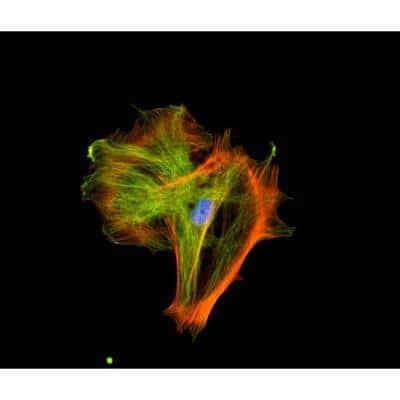 Immunocytochemistry/ Immunofluorescence: VECTASHIELD(R) HardSet(TM) Antifade Mounting Medium with Phalloidin [H-1600-NB]