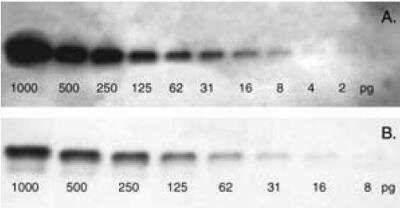 Western Blot: VECTASTAIN(R) ABC-AMP Reagent [AK-6000-NB]