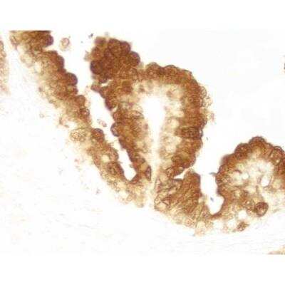 Immunohistochemistry-Paraffin: VECTASTAIN(R) ELITE(R) ABC HRP Detection Kit [PK-6100-NB]