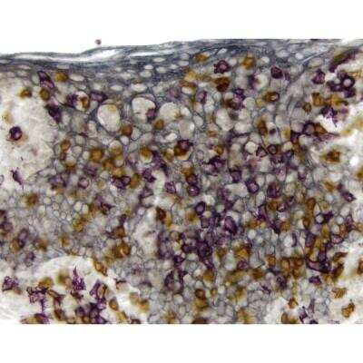 Immunohistochemistry: VECTASTAIN(R) ELITE(R) ABC anti-mouse/rabbit HRP Immunodetection Kit [PK-6200-NB]