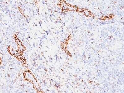 Immunohistochemistry-Paraffin: VEGF Antibody (VEGF/1063) [NBP2-45235]