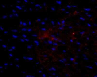 Immunocytochemistry/ Immunofluorescence: VEGF Antibody (VG76e) - Azide and BSA Free [NBP2-81006]
