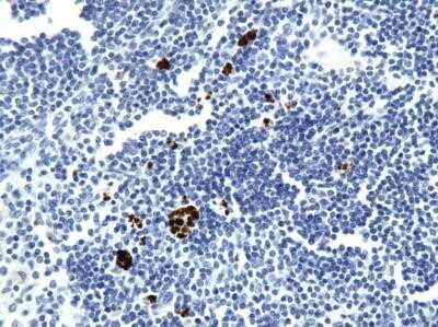 Immunohistochemistry: VEGF Antibody (VG76e) - Azide and BSA Free [NBP2-81006]