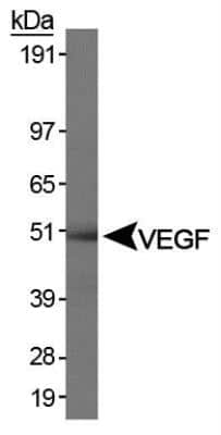 Western Blot: VEGF Antibody (VG76e)BSA Free [NB100-648]