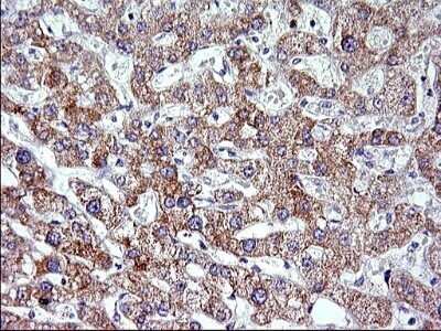 Immunohistochemistry: VEGF-B Antibody (OTI1H9) - Azide and BSA Free [NBP2-74844]