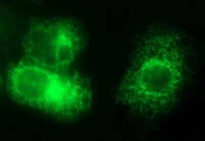 Immunofluorescence: VEGF-B Antibody (OTI1H9) [NBP2-46330]