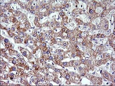Immunohistochemistry: VEGF-B Antibody (OTI1H9) [NBP2-46330]