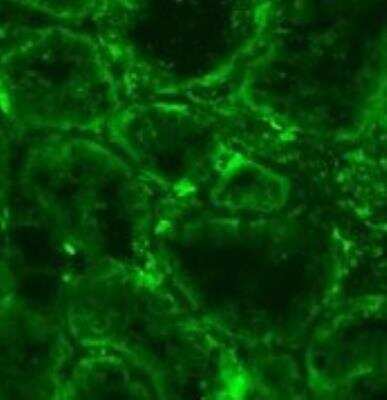 Immunocytochemistry/ Immunofluorescence: VEGF-C Antibody (107/F10) - Azide and BSA Free [NBP1-18626]