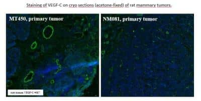 Immunohistochemistry-Frozen: VEGF-C Antibody (9E7) - Azide and BSA Free [NBP1-18627]