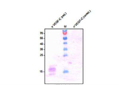 Western Blot: VEGF-C Antibody (9/G10)Azide and BSA Free [NBP2-36287]