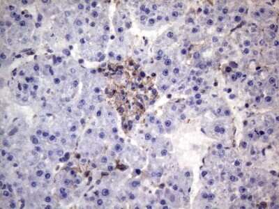 Immunohistochemistry-Paraffin: VEGF-C Antibody (OTI4A1) [NBP2-45404]