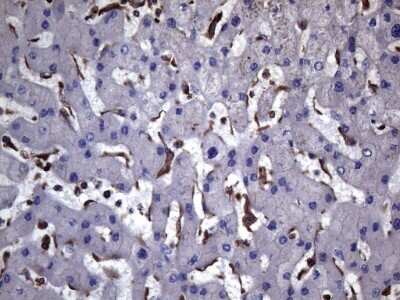 Immunohistochemistry-Paraffin: VEGF-C Antibody (OTI4A1) [NBP2-45404]