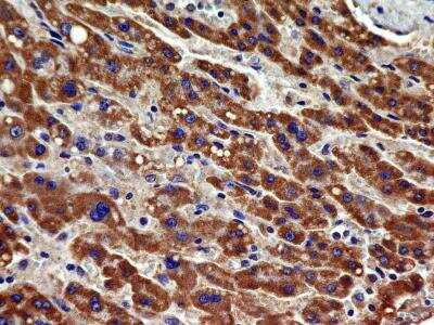Immunohistochemistry-Paraffin: VEGFR2/KDR/Flk-1 Antibody (1B6) - BSA Free [NBP2-36428]